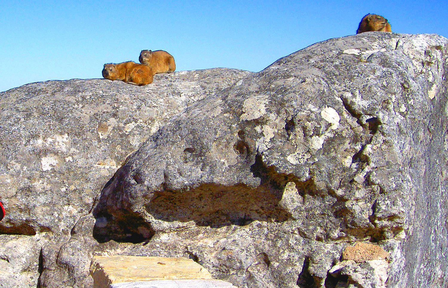 Cape - Marmots at the Top of Table Mountain.jpg